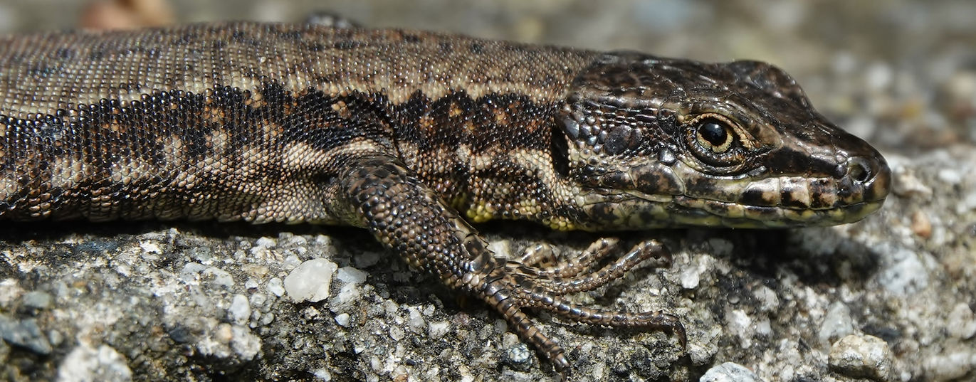 L zard Vert Occidental Les Animaux Du Tessin Lacerta Bilineata L zard Vert Occidental Les Animaux Du Tessin Lacerta Bilineata